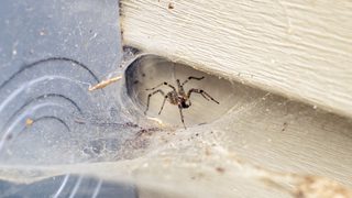 1497706399 Brown Spider min