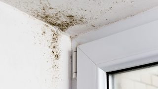 Mould In Upper Corner