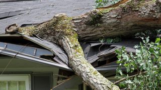 Tree Fallen On Roof Min
