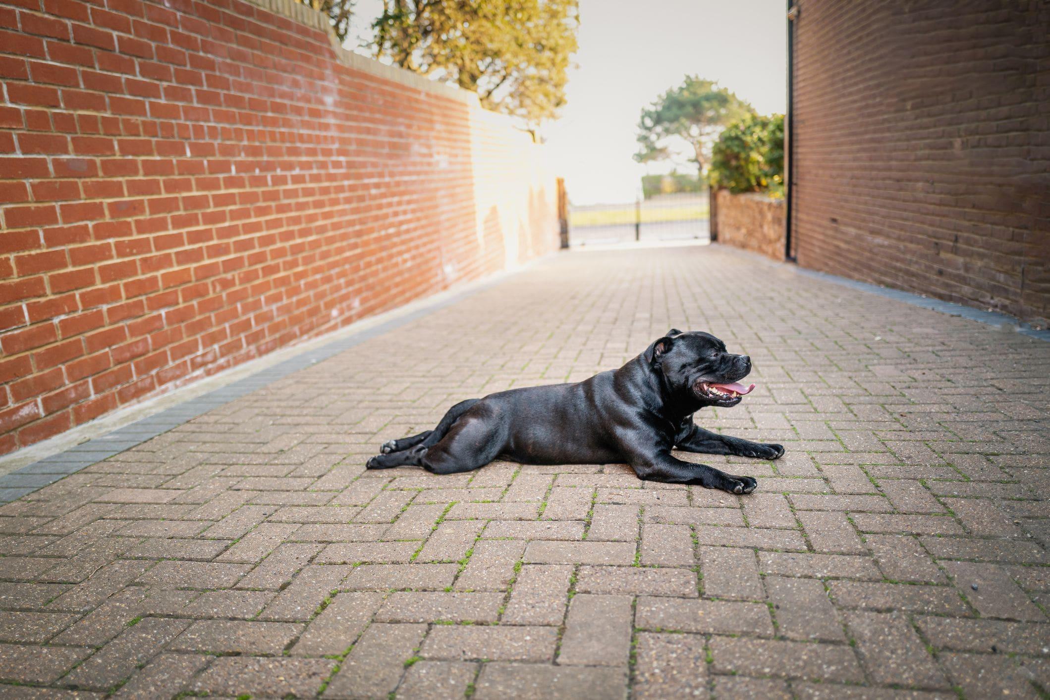 Driveway clearance dog gate
