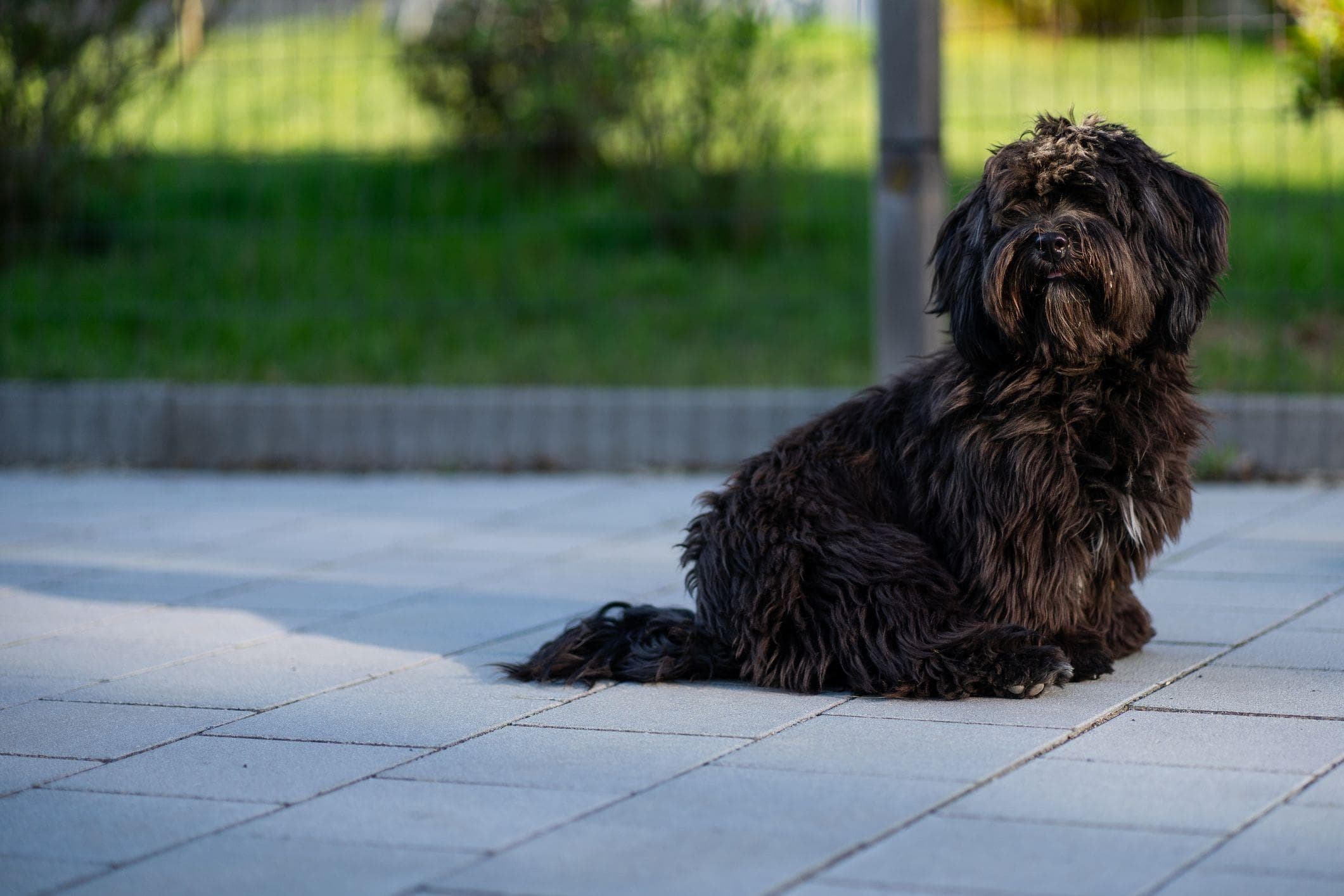 havanese small black dog sitting in driveway in front of driveway gate
