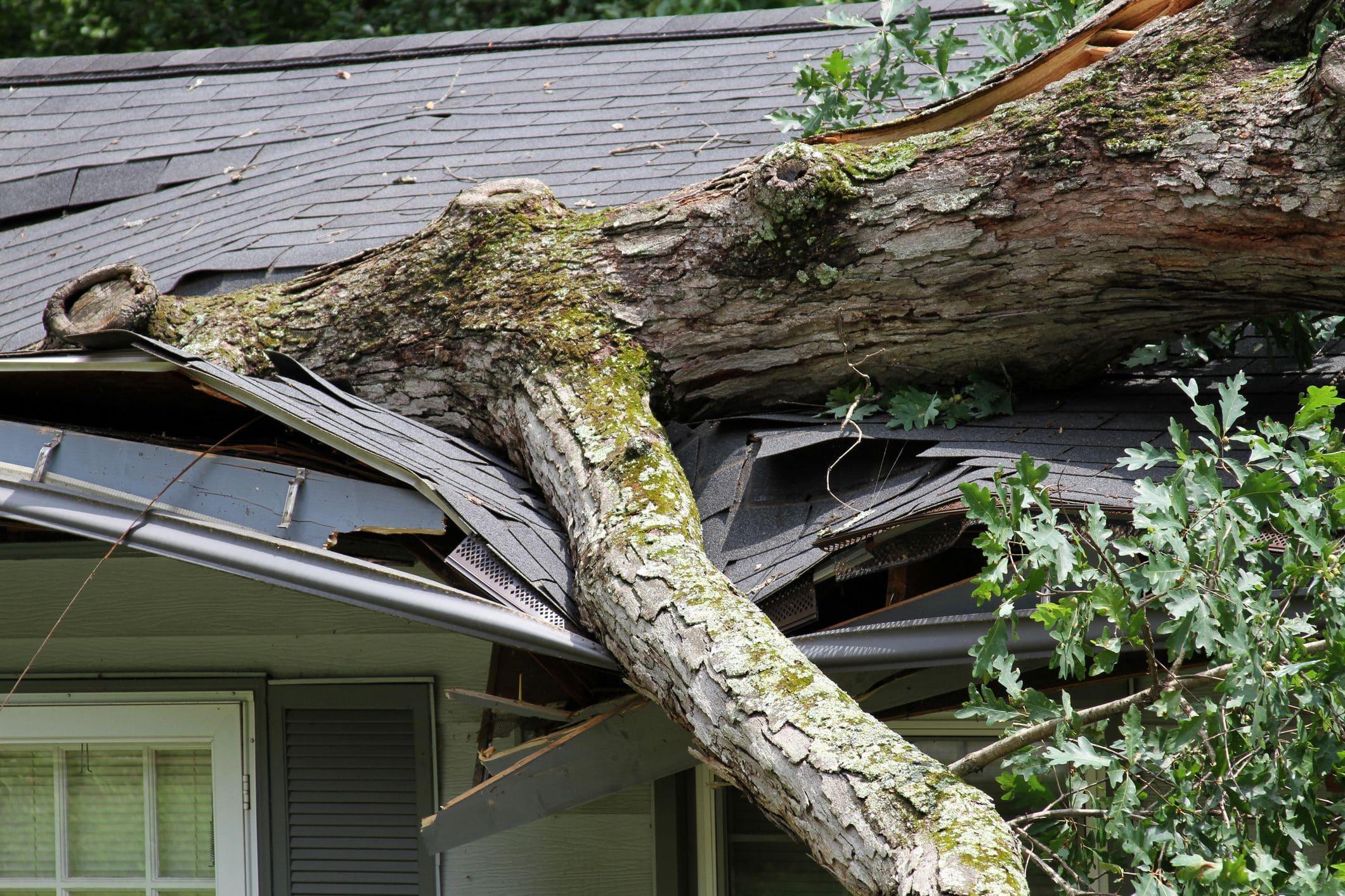 a tree that has fallen onto the roof above a home garage