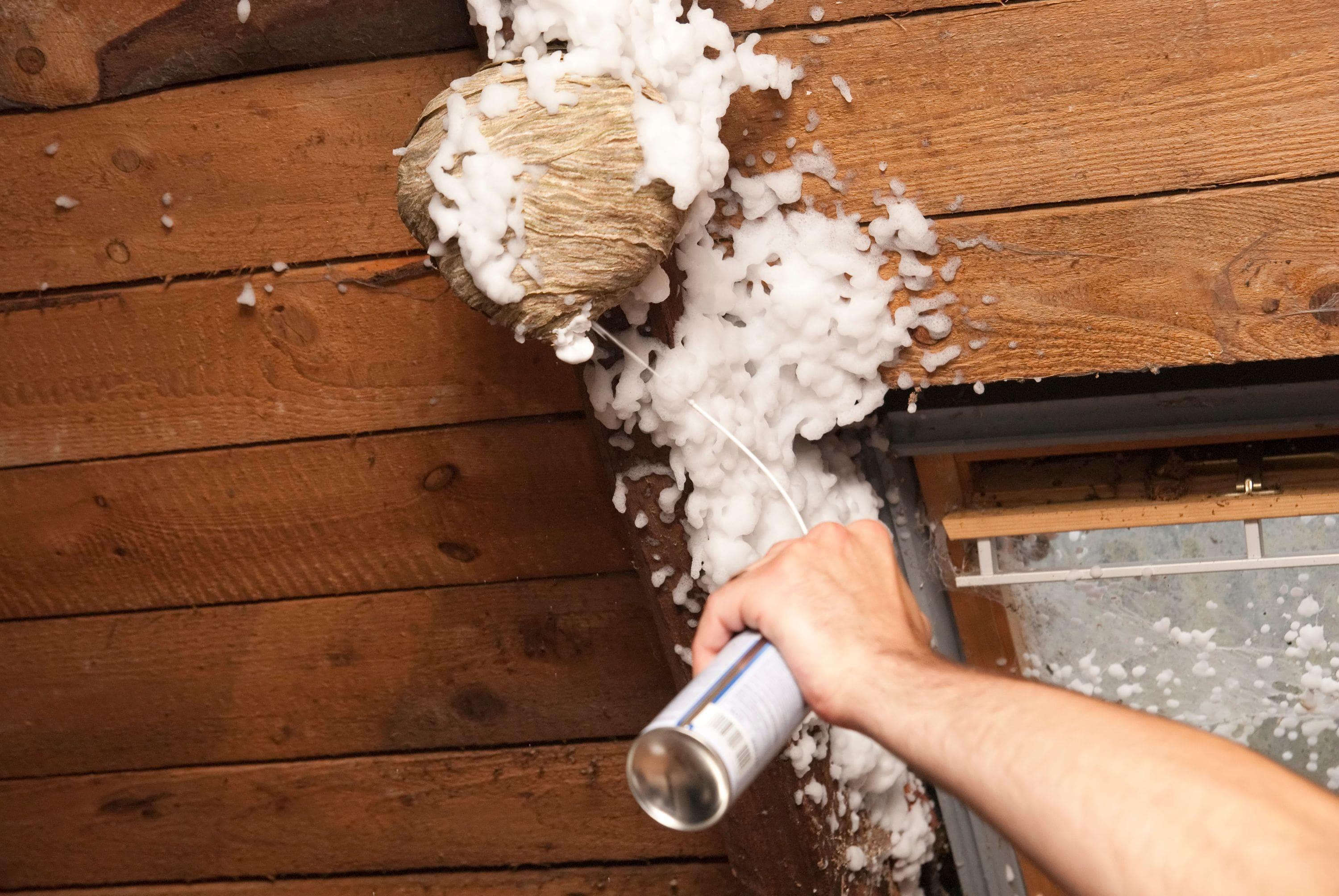 spraying a wasps nest with pesticide foam