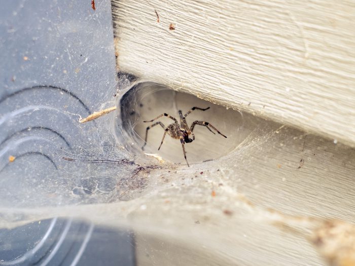 1497706399 Brown Spider min